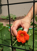 nasturtium