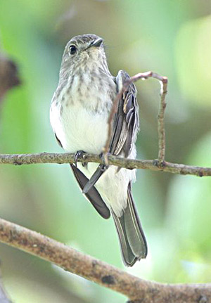 WWS bird