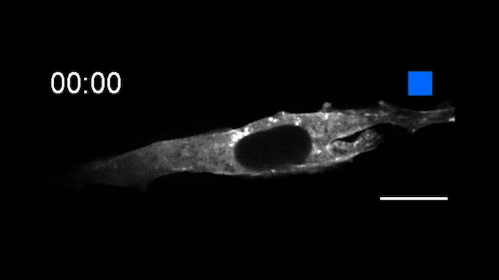 A gif showing the binding and unbinding of Optobinder attaching to actin in a cell