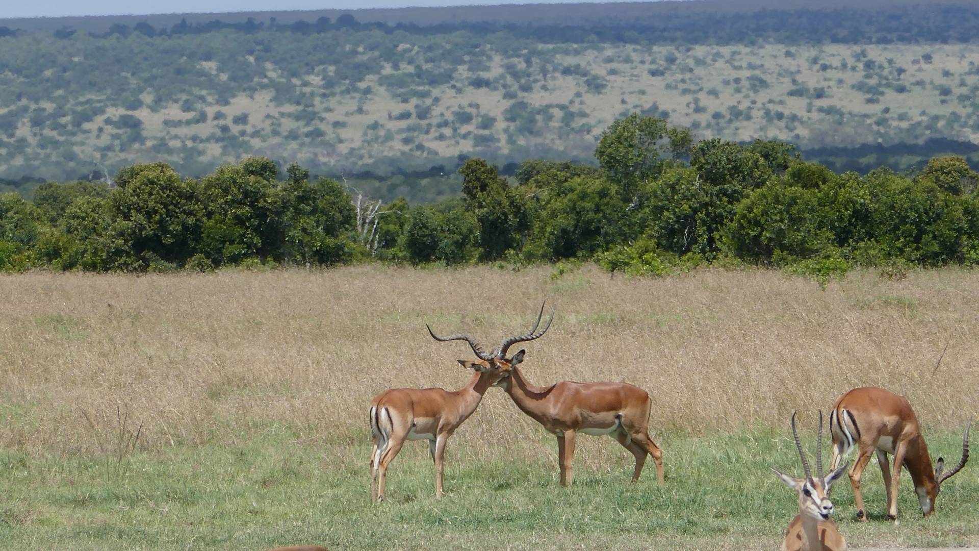 impala