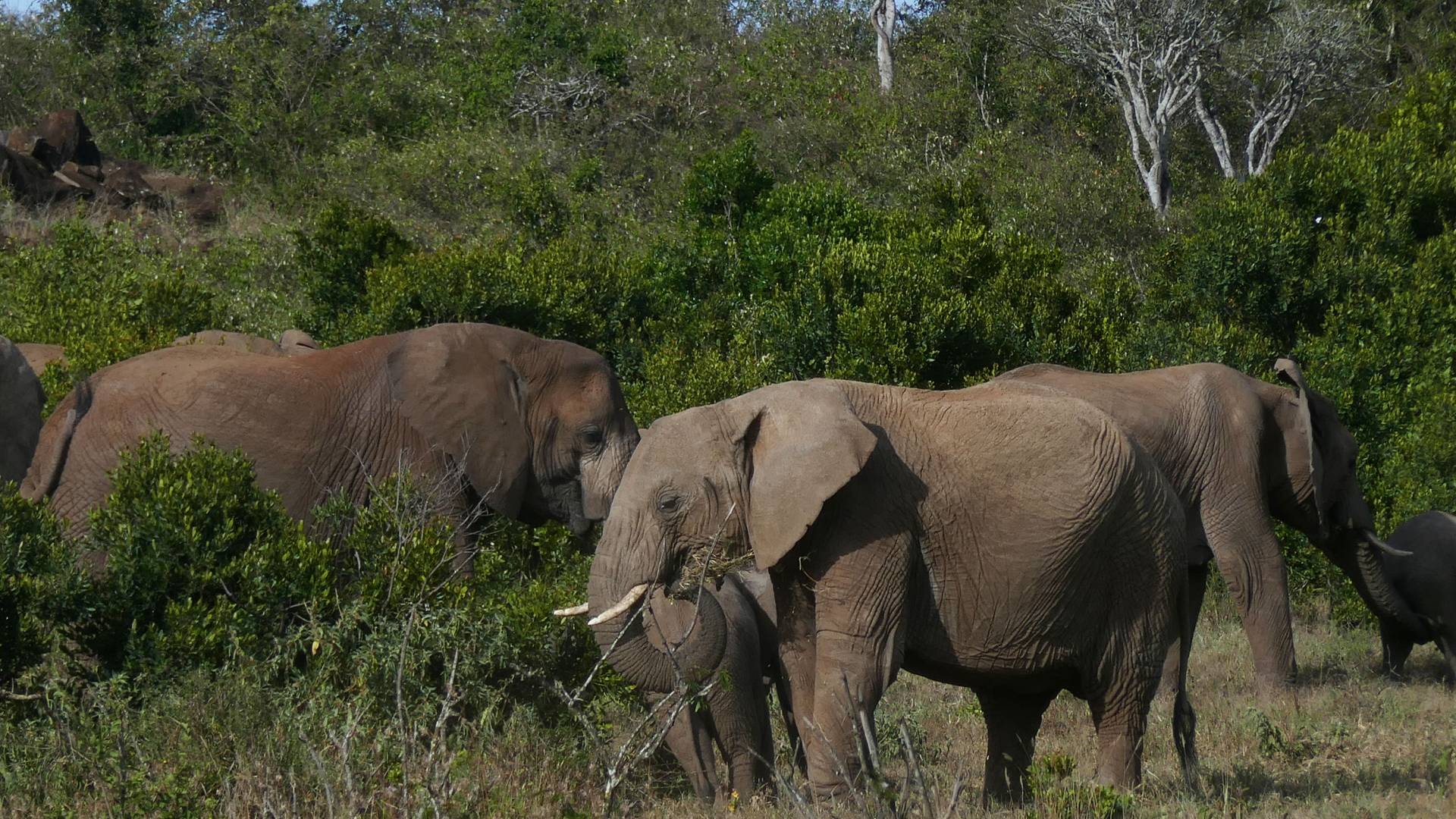 Elephants eating