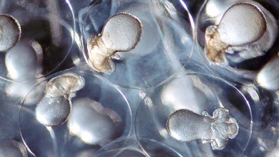 Baby squid