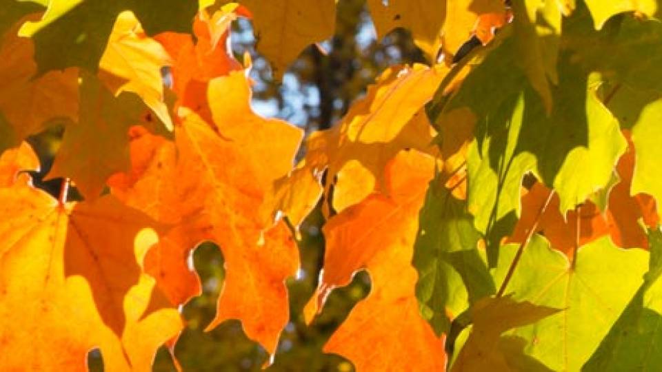 Fall Foliage leaves