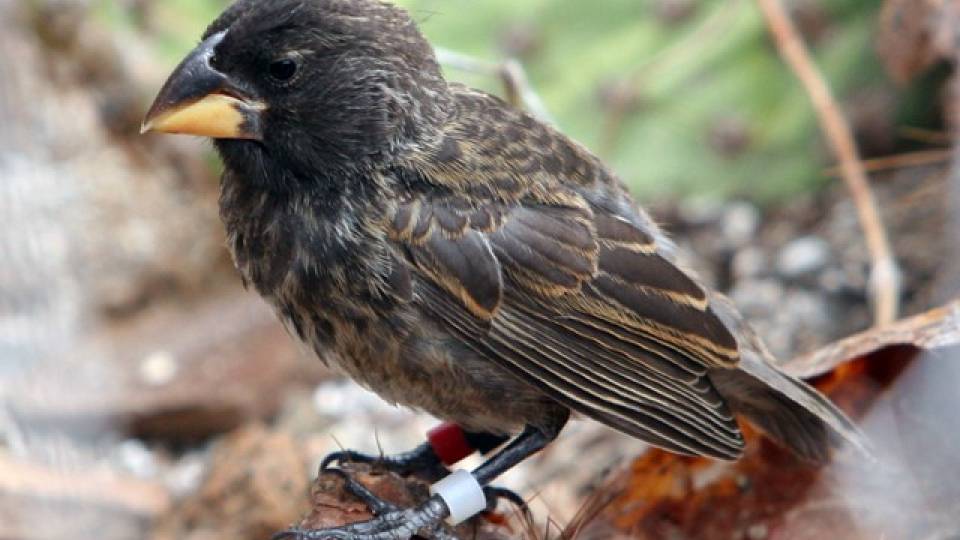 Big Bird Finch