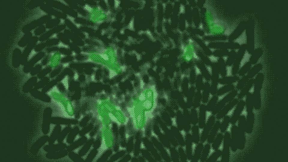 Bacteria time-lapse