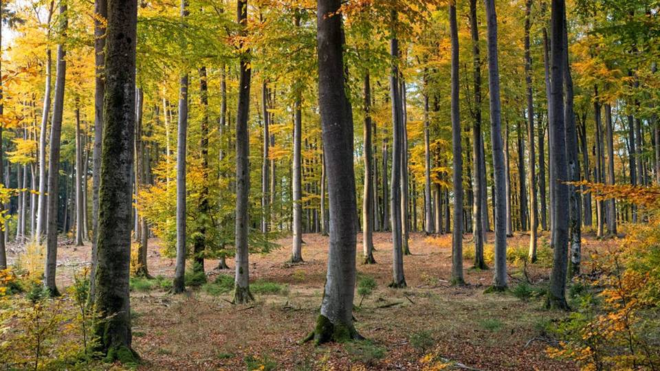 A forest of trees