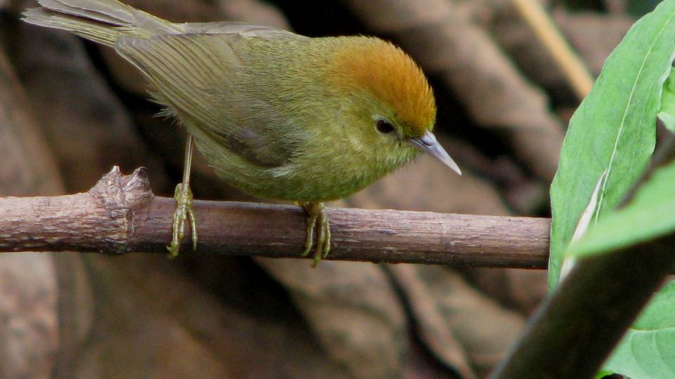 bird on a branch