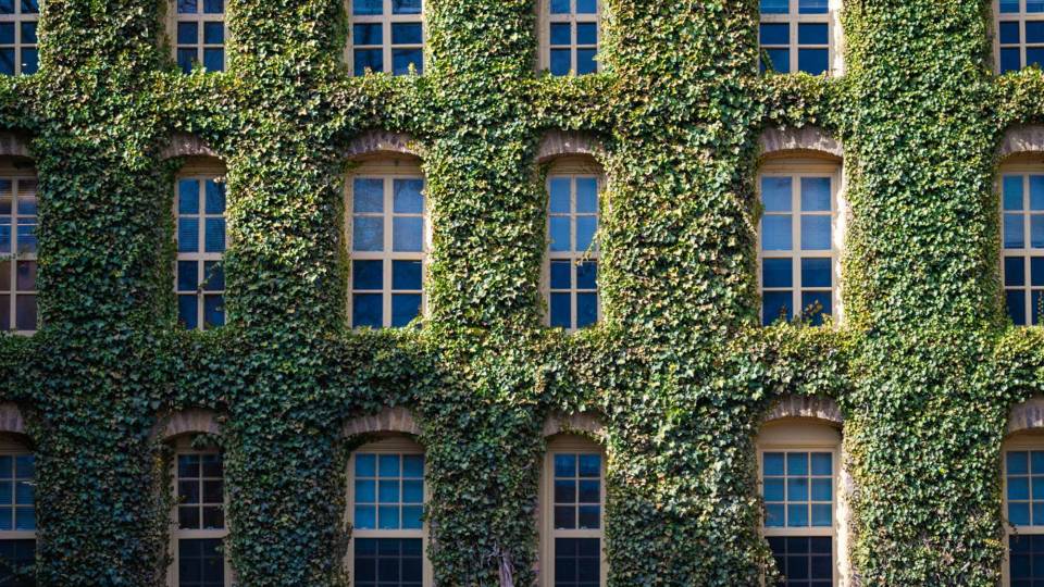 Ivy-covered building on the Princeton University campus