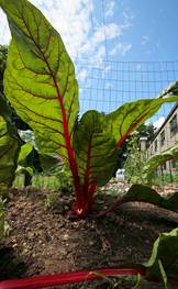 Swiss chard