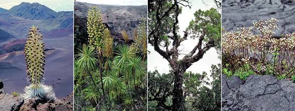 four plants