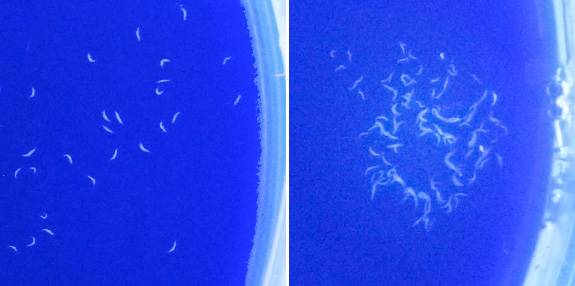 Petri dishes full of worms
