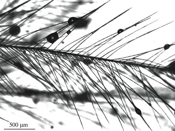 Flexible Fiber feather