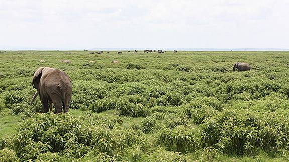 Solanum_elephant