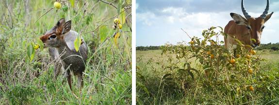Solanum_animals