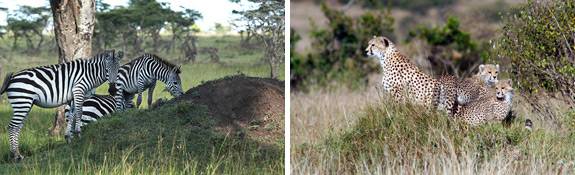 Termites_mammals