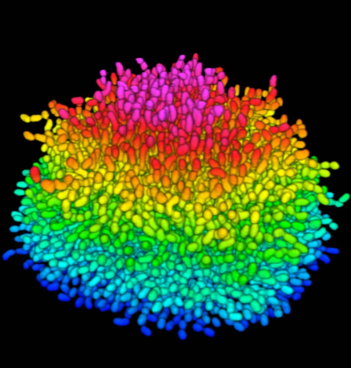 biofilm illustration