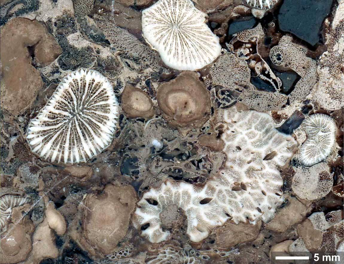 Fossilized coral