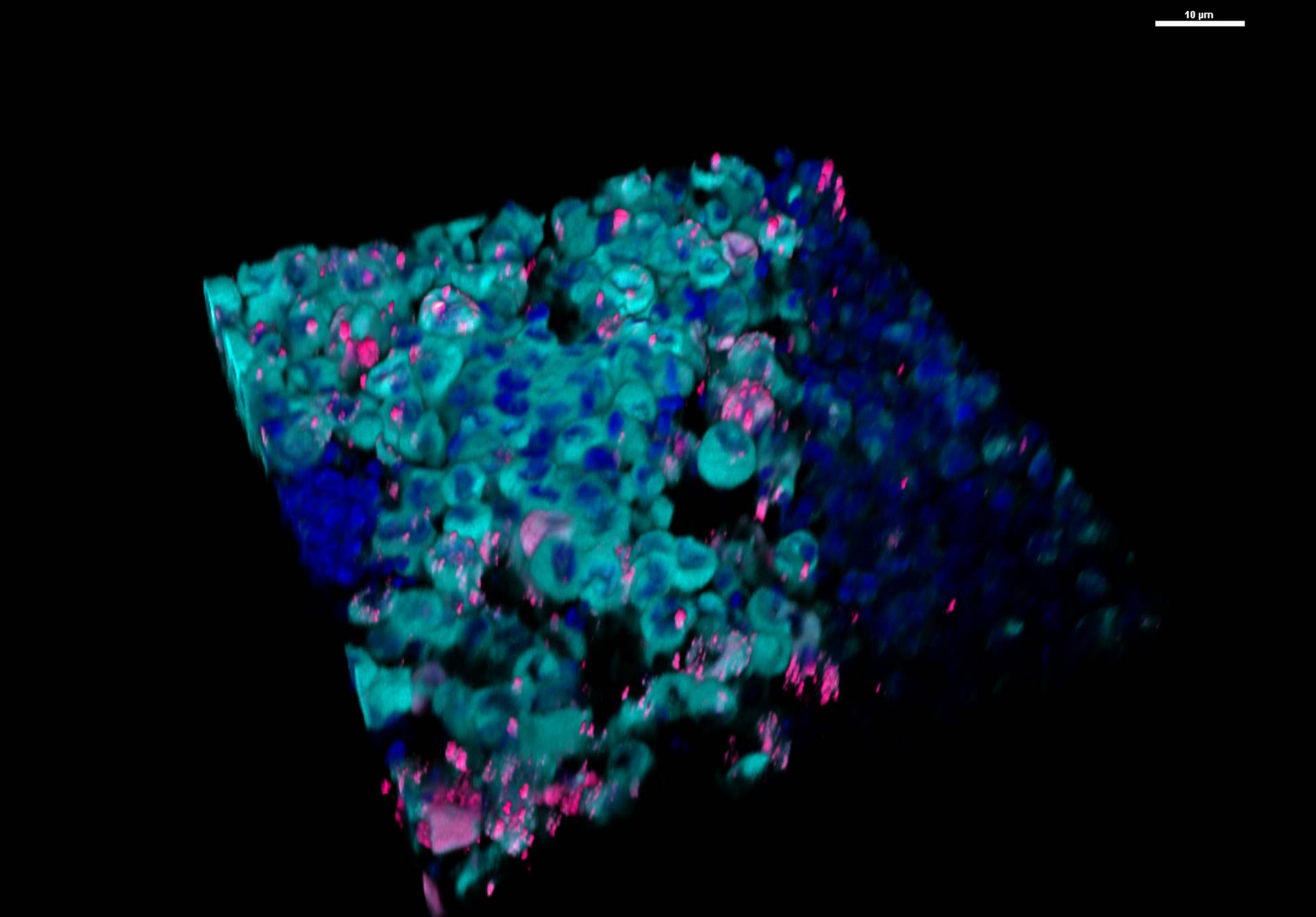 cells in a square