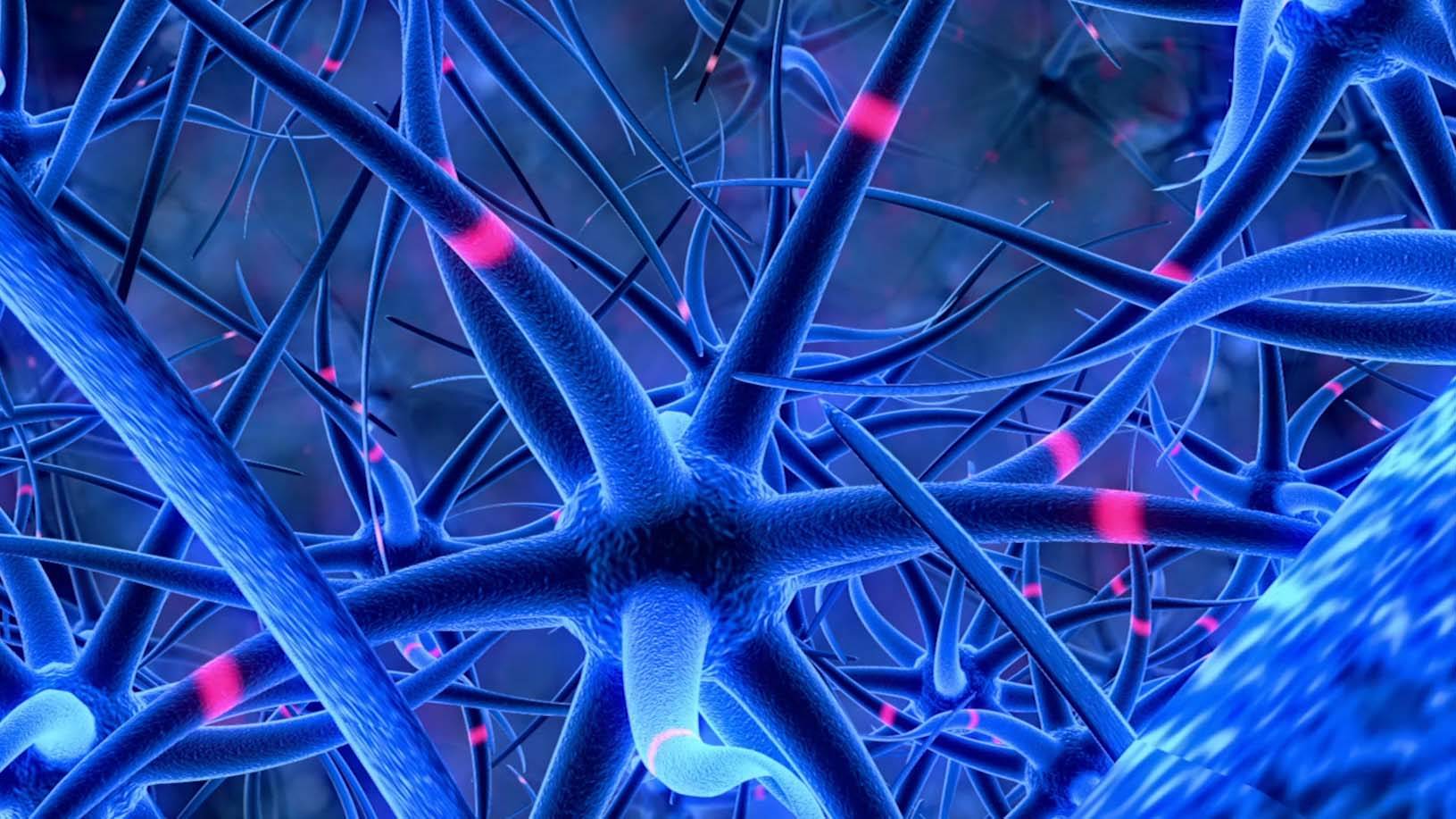 Brain synapse
