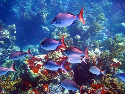Fish