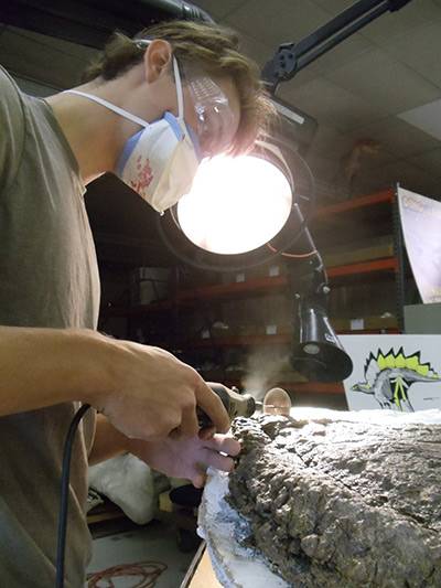 Senior Thesis Dinosaurs - working on fossil