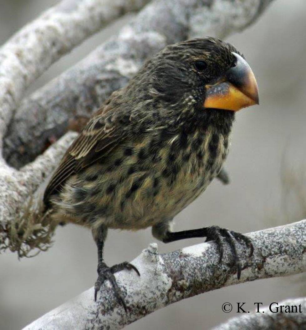 finch2