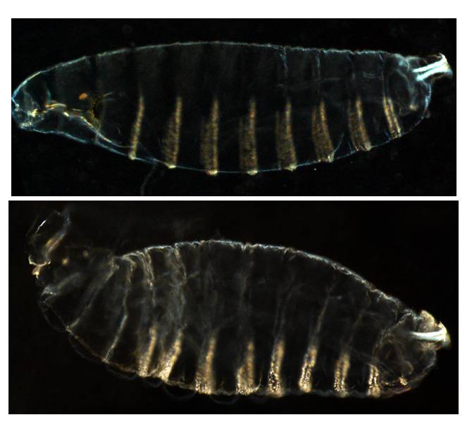 fly embryos