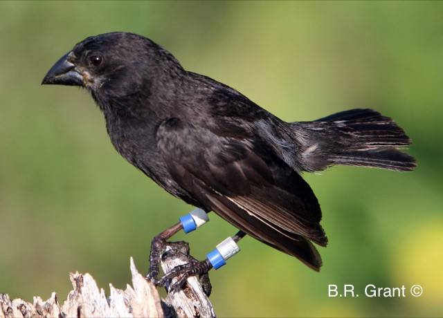 G. fortis Finch
