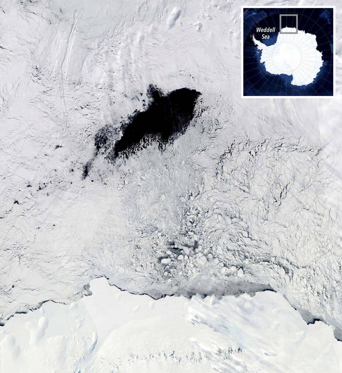 biogeochemical observations from polynyas in Weddell Sea