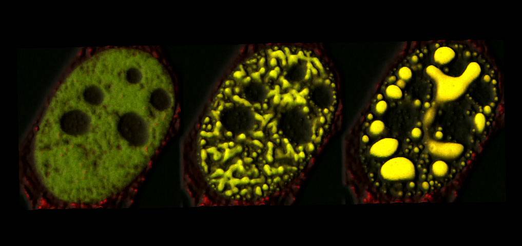 images of cells